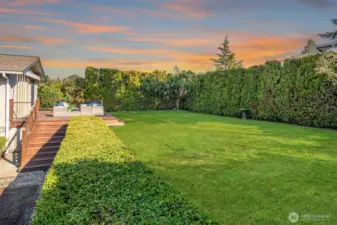 A lush, flat backyard lawn framed by towering mature hedges and landscaping on all sides — a beautifully private and fully usable outdoor space that feels like a secluded green sanctuary right at home.