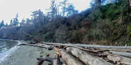 Driftwood and bluff