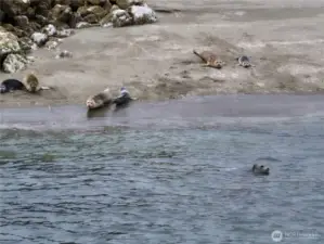 Abundant Wildlife