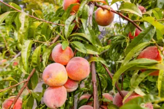 Yummy peaches!