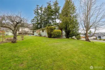 Beautiful grassy yard with mature fruit trees and garden space.
