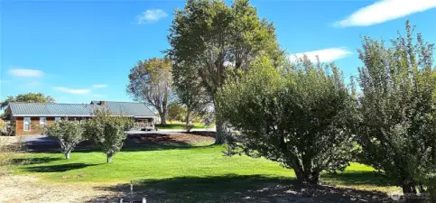Looking back at house past the orchard. Plenty of room to add more of your favorite fruit trees.