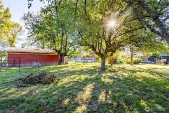 Large, mature fruit trees in spacious shaded yard