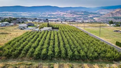 View of Cherry Orchard