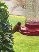 Bobbie and friends hope you will continue to fill the feeder.