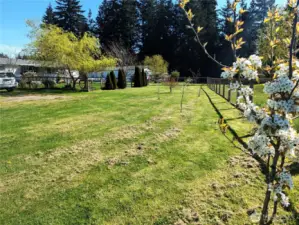 Flowering & fruit trees