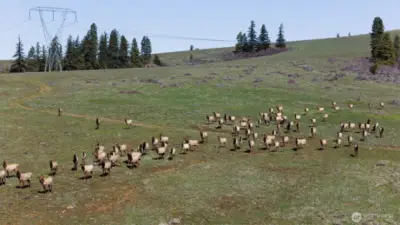 Elk herd