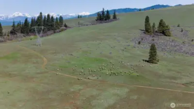 Mountain views and the elk.