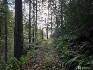 driveway roughed into the west side of the lot