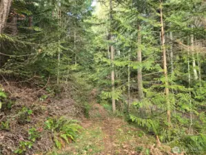Driveway roughed in looking East