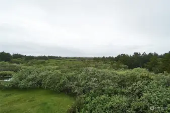 View of bushes and trees and ocean.