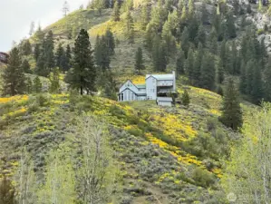 Wild Flowers in bloom!