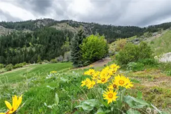 Sun Flowers everywhere