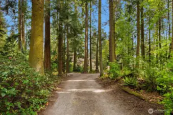 A tree-lined meandering driveway is stunning.