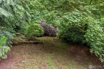 Back yard