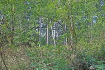 Wander through fern-lined trails and feel the tranquility of your future homestead.