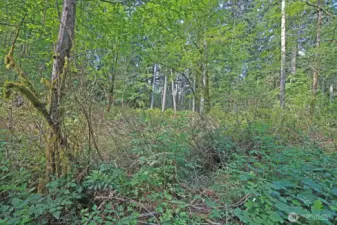 Sunlight filters through towering trees, illuminating a carpet of ferns—your own enchanted forest awaits on Vashon