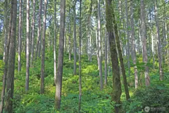 Own a piece of Pacific Northwest magic with excellent septic feasibility and proven well sites nearby.