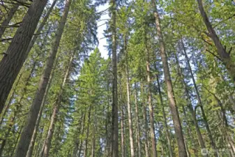 This property offers the perfect balance of seclusion and open space—ideal for your forever home in the trees