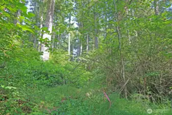 A seasonal creek dances through the NE corner of this lush property