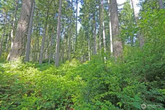 Rare Vashon Opportunity!