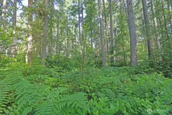 Your Private Sanctuary Awaits 15 acres of untouched forest land on coveted Old Mill Road
