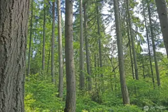 The trees are on this lot are amazing.