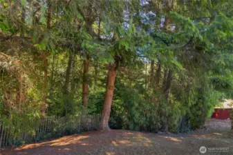 Looking West towards the .59 acre wooded lot...