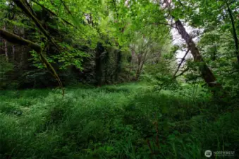 Wooded walk