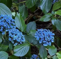 Hydrangea in back