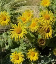 Common Fleabane