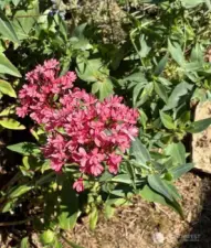 Red Valerian