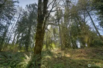 Majestic evergreen trees