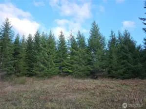 East Side of the lot. Selective clearing will provide the view of Mt Rainier and Silver Lake