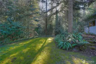 View of back yard looking to the south - very wooded and private.