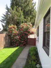 North Side to back yard