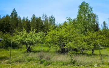 Orchard