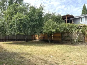 Backyard with Apple Tree