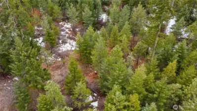 Towering pines, seasonal wild grasses, and preserved landscape corridors provide a true mountain feel.