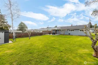 Large backyard with fruit trees