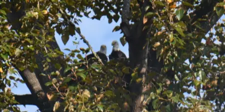 Resident Eagles of Eagle Springs
