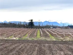 75.48 acres with 55 acres in Meeker Raspberries
