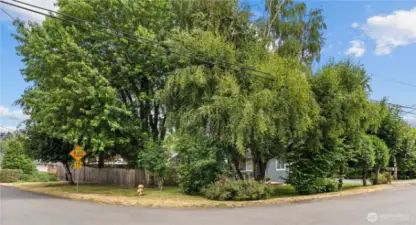 Beautiful Mature trees