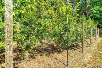 Orchard above the barn with a path for a tractor to mow.