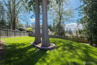 The fully fenced yard features well maintained grass and shrubs, along with stunning old growth trees.