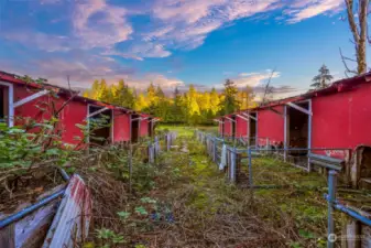 Pig pens on concrete slabs lead out to pasture