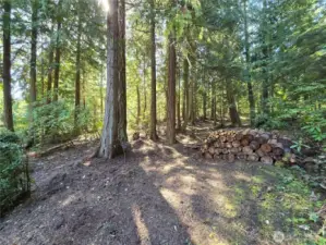 Serene wooded setting