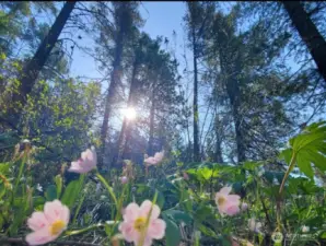 5.27 Acres of Solitude & Serenity