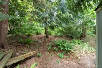 Wooded area behind shop