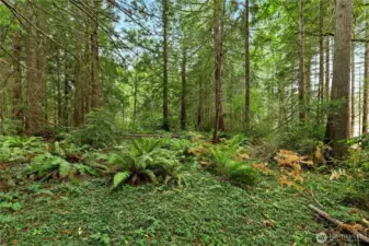 The lot is not densely forested and is not difficult to traverse on foot. Easy to envision additional home sites.